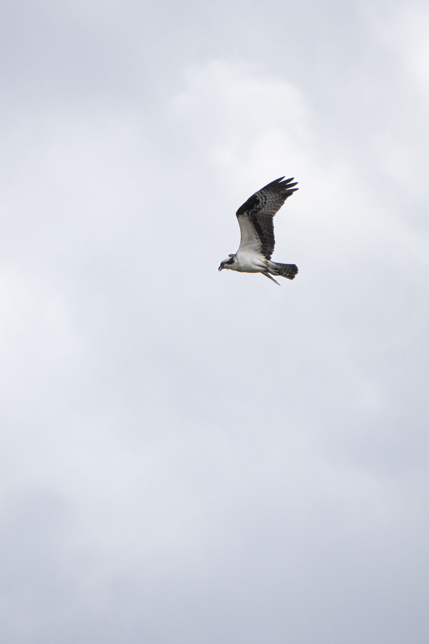 An osprey flies in a white sky